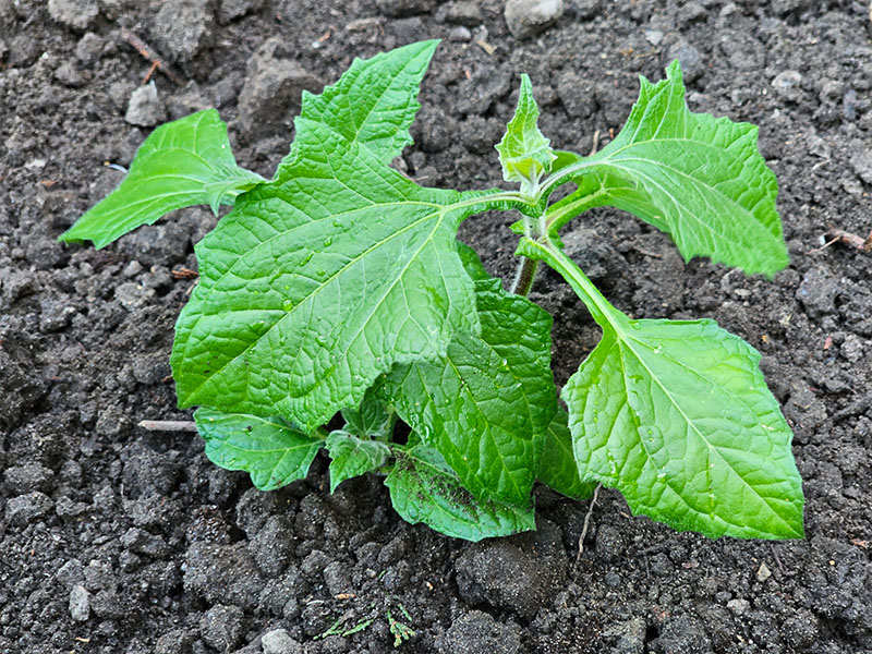 yacón jonge plantjes jonge planten keukenplanten
