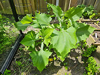 Yacón jonge plant