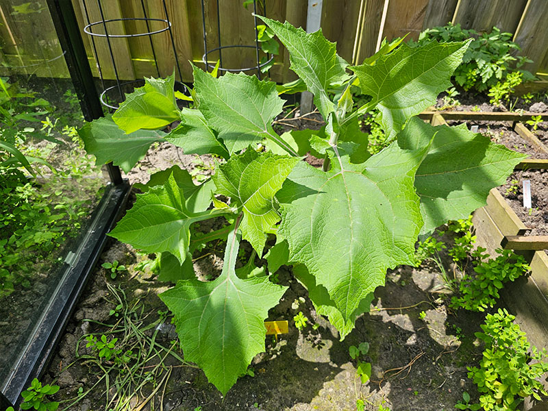 yacón planten kweken keukenplanten