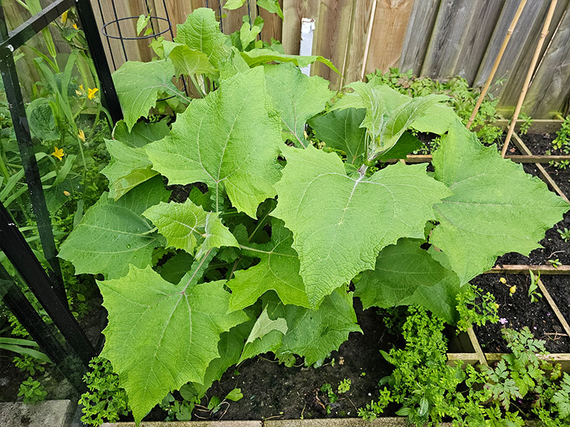 yacón grote planten keukenplanten