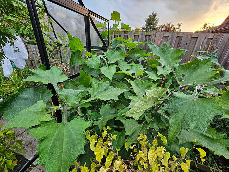 yacón volgroeide planten grootte keukenplanten