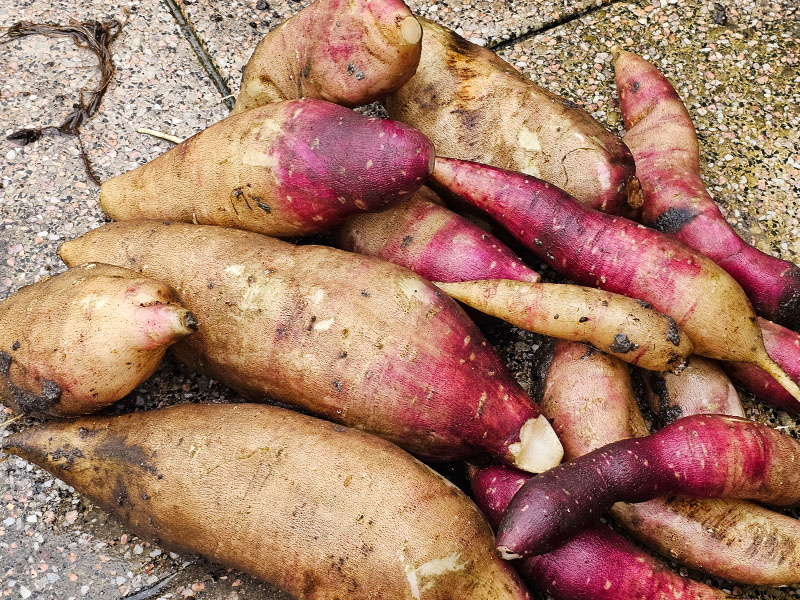 yacón oogsten plukken keukenplanten