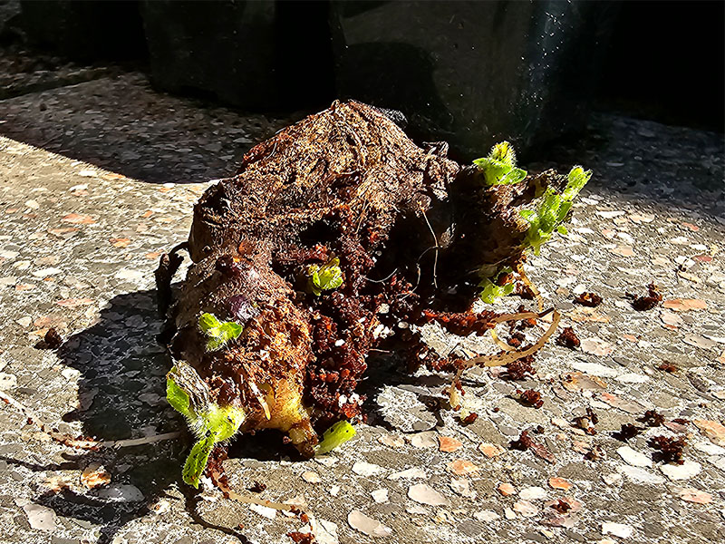yacón zaden zaadjes zaad keukenplanten