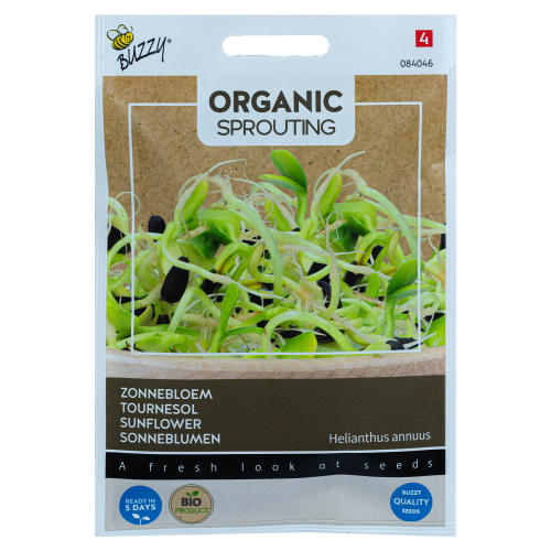 Zonnebloem Helianthus annuus Buzzy Organic Sprouting BIO