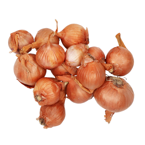 Plantsjalot Golden Gourmet 250g