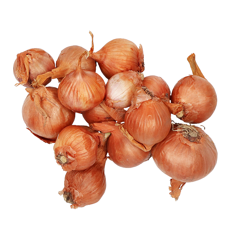 Plantsjalot Golden Gourmet 250g
