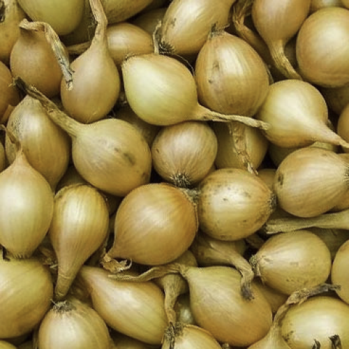 Plantui Stuttgarter Riesen 250g