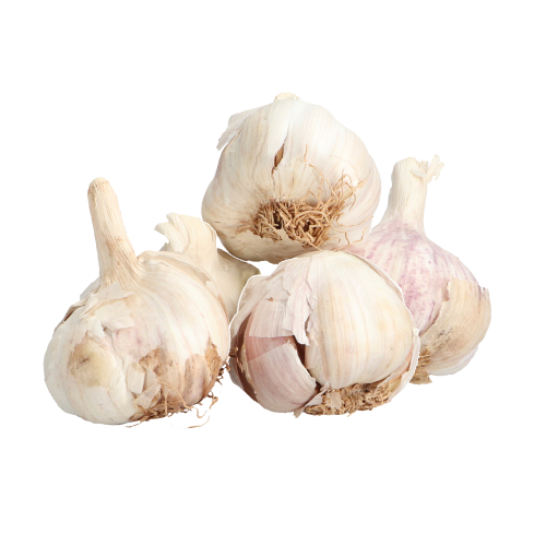 Plantknoflook Messidrome Germidour 250g