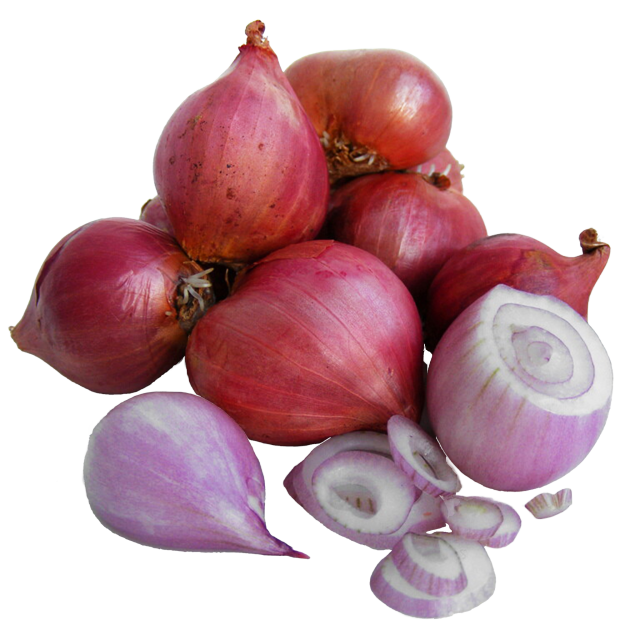 Plantsjalot Red Sun 250g