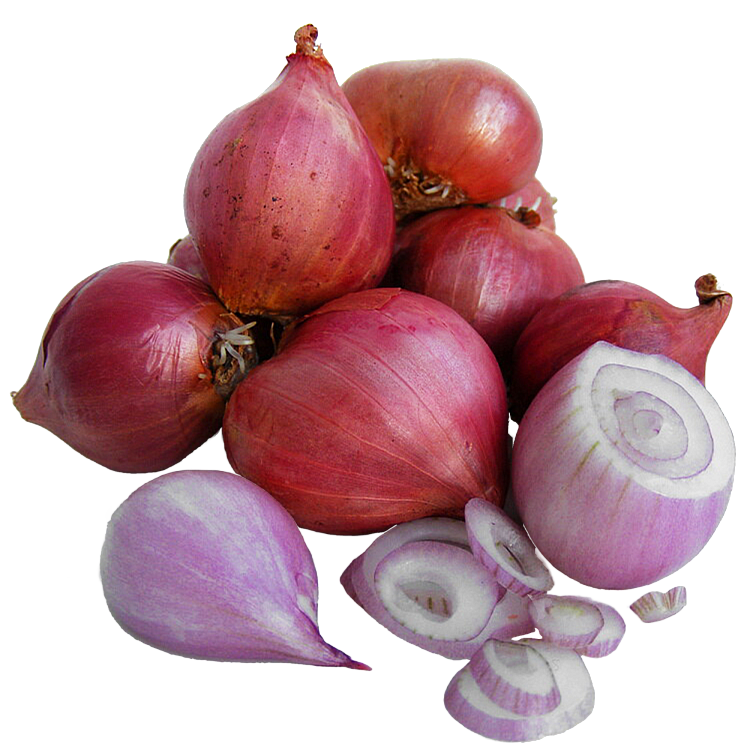 Plantsjalot Red Sun 250g