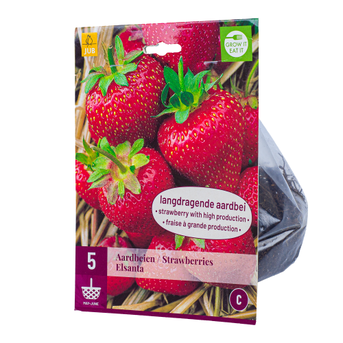 5x Aardbeienplantjes Elsanta Doordragend JUB