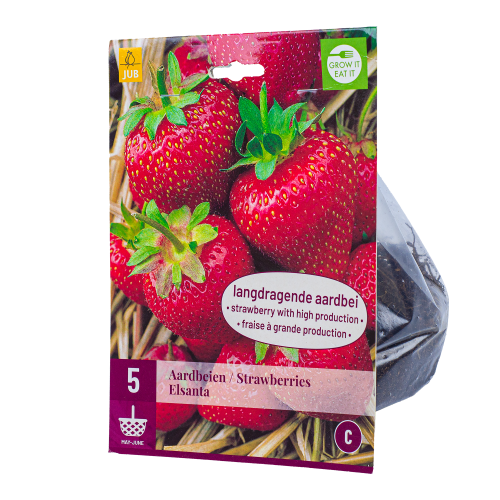 5x Aardbeienplantjes Elsanta Doordragend