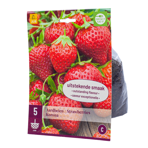 5x Aardbeienplantje Korona Kortdragend