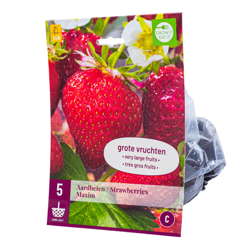 5x Aardbeienplantje Maxim XL Laatdragend