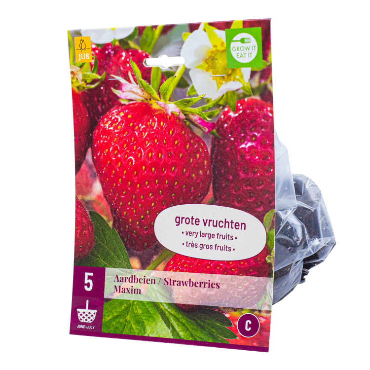 5x Aardbeienplantje Maxim XL Laatdragend