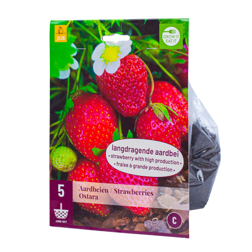5x Aardbeienplantje Ostara Doordragend