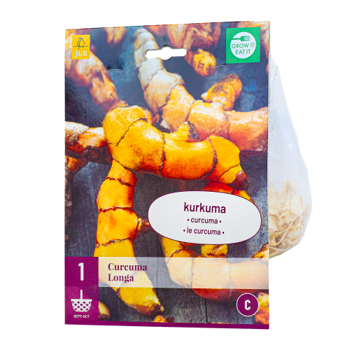 Kurkuma Curcuma Longa