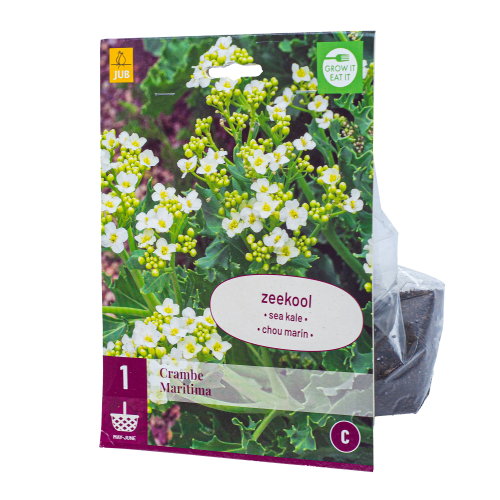 Zeekool Crambe Maritima Zeekool Crambe Maritima