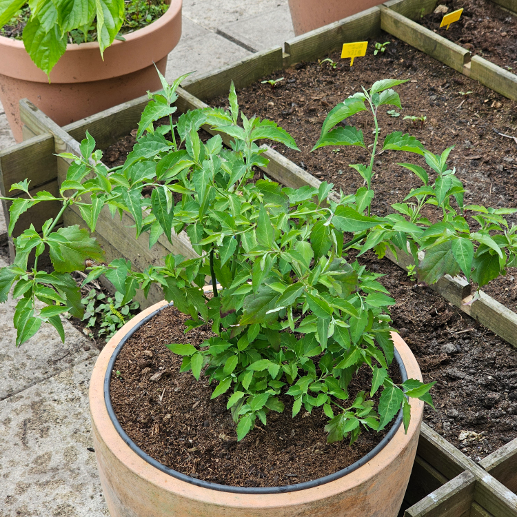 Fazantenbes plant maat 50-60