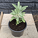 Witte salie plant maat 20-30