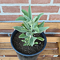 Witte salie plant maat 20-30