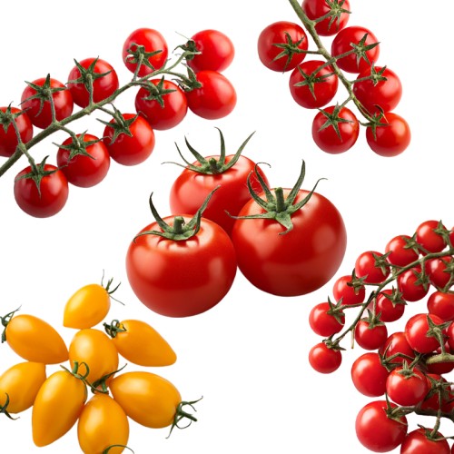 03 Tomaten Collectie Moestuin Zaden Pakket 03 Tomaten Collectie Moestuin Zaden Pakket