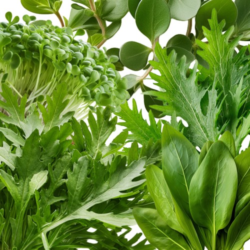 04 Snelle Oogst Moestuin Zaden Pakket 04 Snelle Oogst Moestuin Zaden Pakket