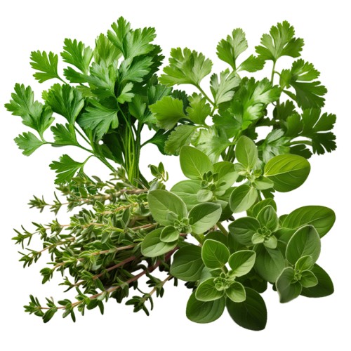08 Keukenkruiden Moestuin Zaden Pakket 08 Keukenkruiden Moestuin Zaden Pakket