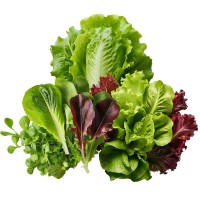 09 Luxe Salade Groenten Moestuin Zaden Pakket