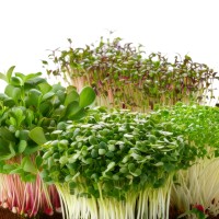 12 Supersnelle Kiemen Moestuin Zaden Pakket
