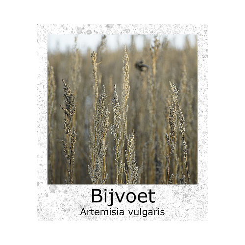 Bijvoet Artemisia vulgaris zaden
