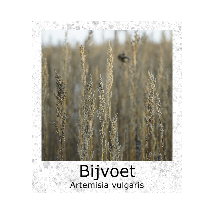 Bijvoet Artemisia vulgaris Mugwort VK