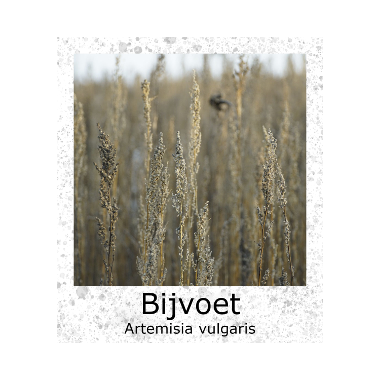 Bijvoet Artemisia vulgaris zaden