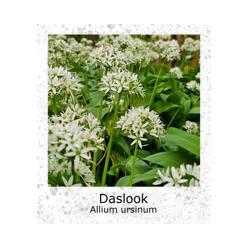 Daslook zaden