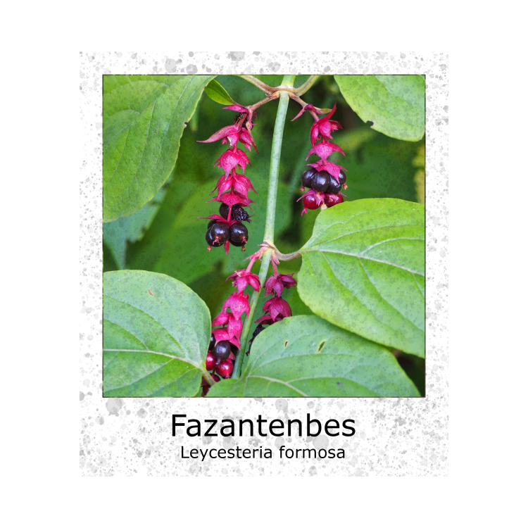 Fazantenbes Leycesteria formosa zaden
