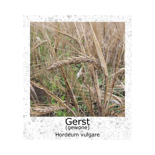 Gerst Gewone VK 100gr