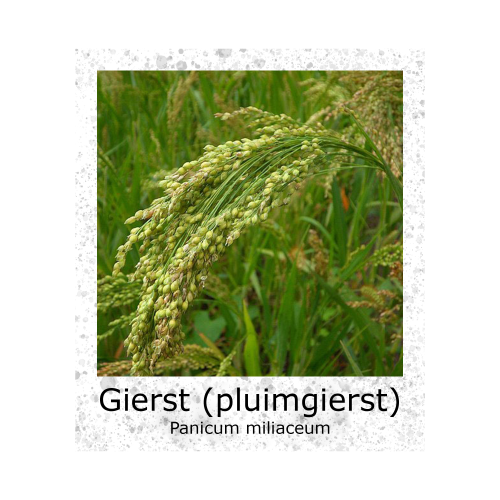 Gierst Pluimgierst 100g zaden