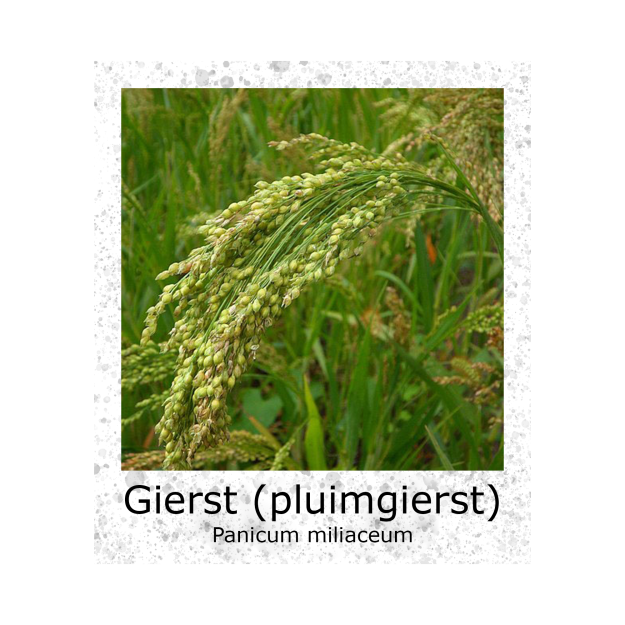 Gierst Pluimgierst 100g zaden