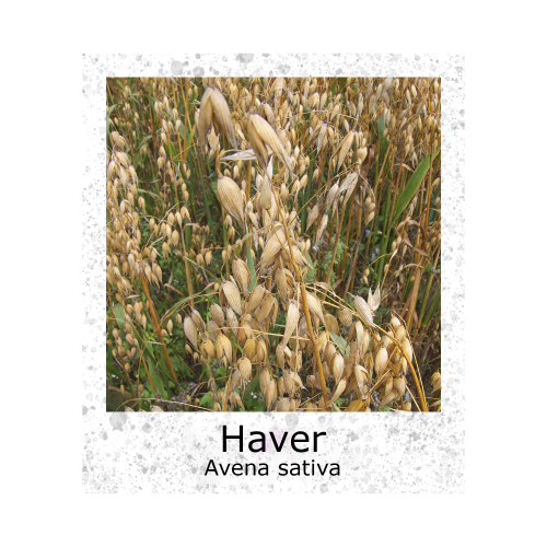 Haver Naaktzadige 100g zaden