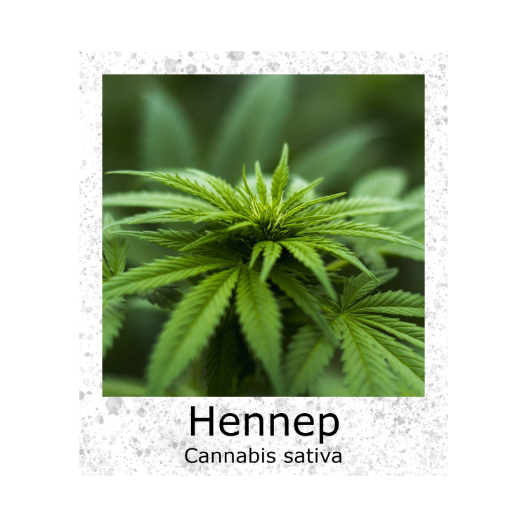 Hennep Finola Cannabis sativa VK