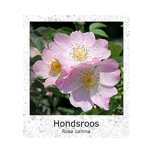 Roos Rosa canina zaden