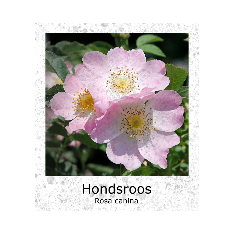 Roos Rosa canina zaden
