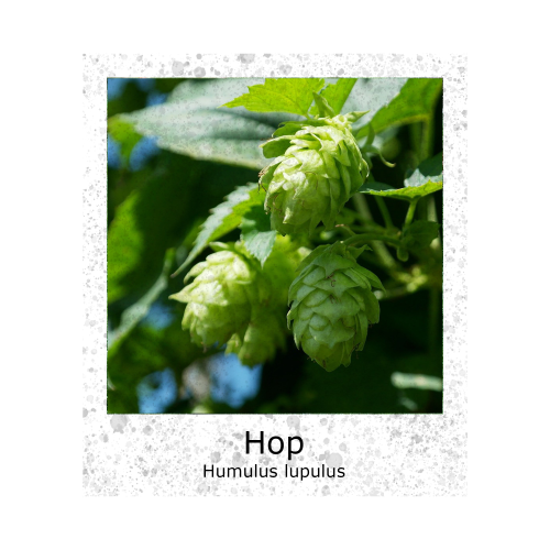 Hop Echte Bierplant Humulus lupulus VK