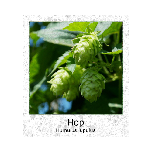 Hop Humulus lupulus zaden