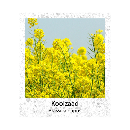Koolzaad Brassica napus 100g zaden