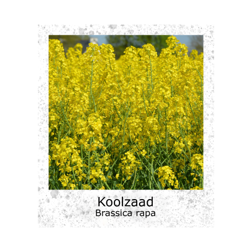 Koolzaad Brassica rapa 50g zaden