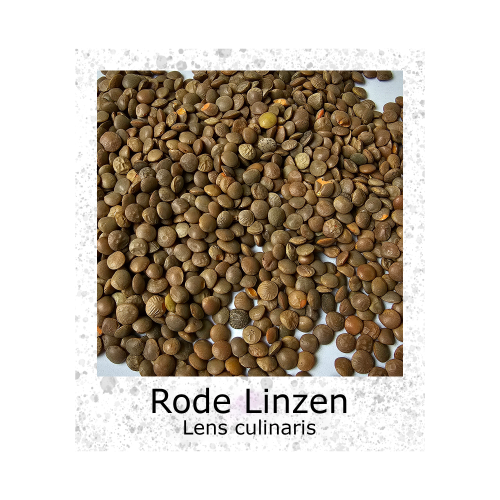 Linzen Rode 50g zaden