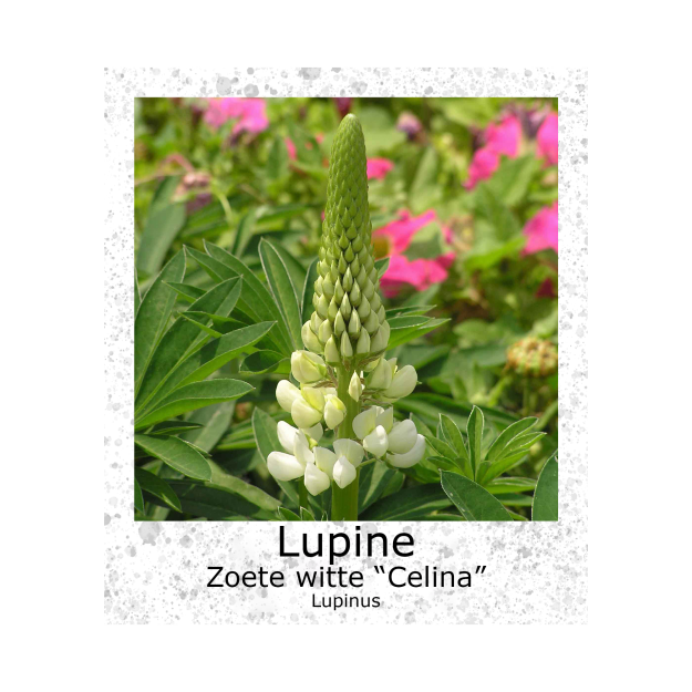 Lupine Celina Zoete Witte VK 100gr