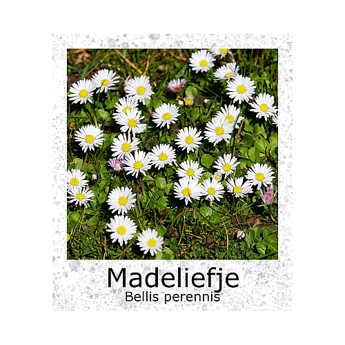 Madeliefje Gewone Weidemadelief zaden