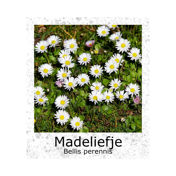 Madeliefje Gewone Weidemadelief zaden